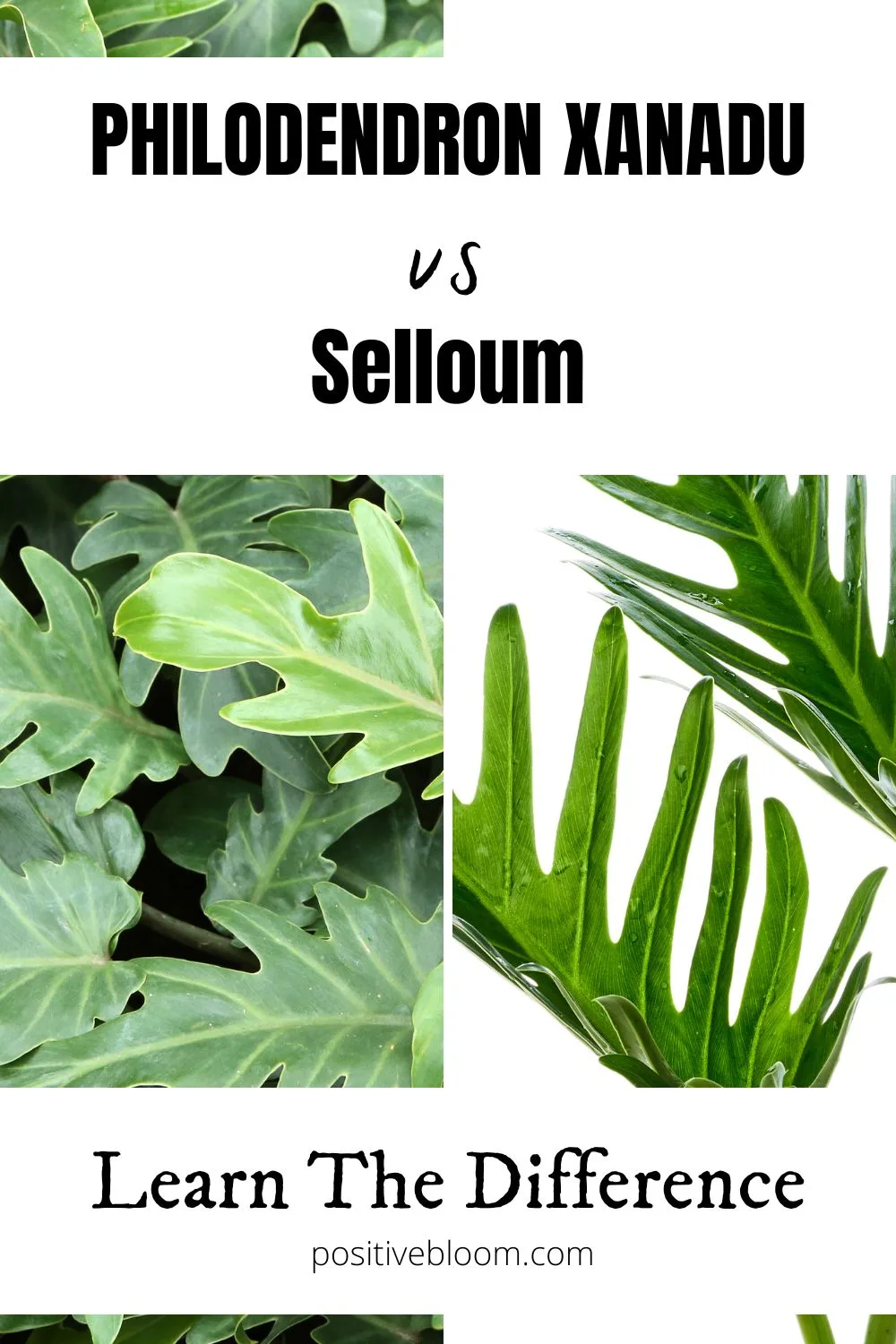 Philodendron Xanadu vs Selloum Learn The Difference Pinterest