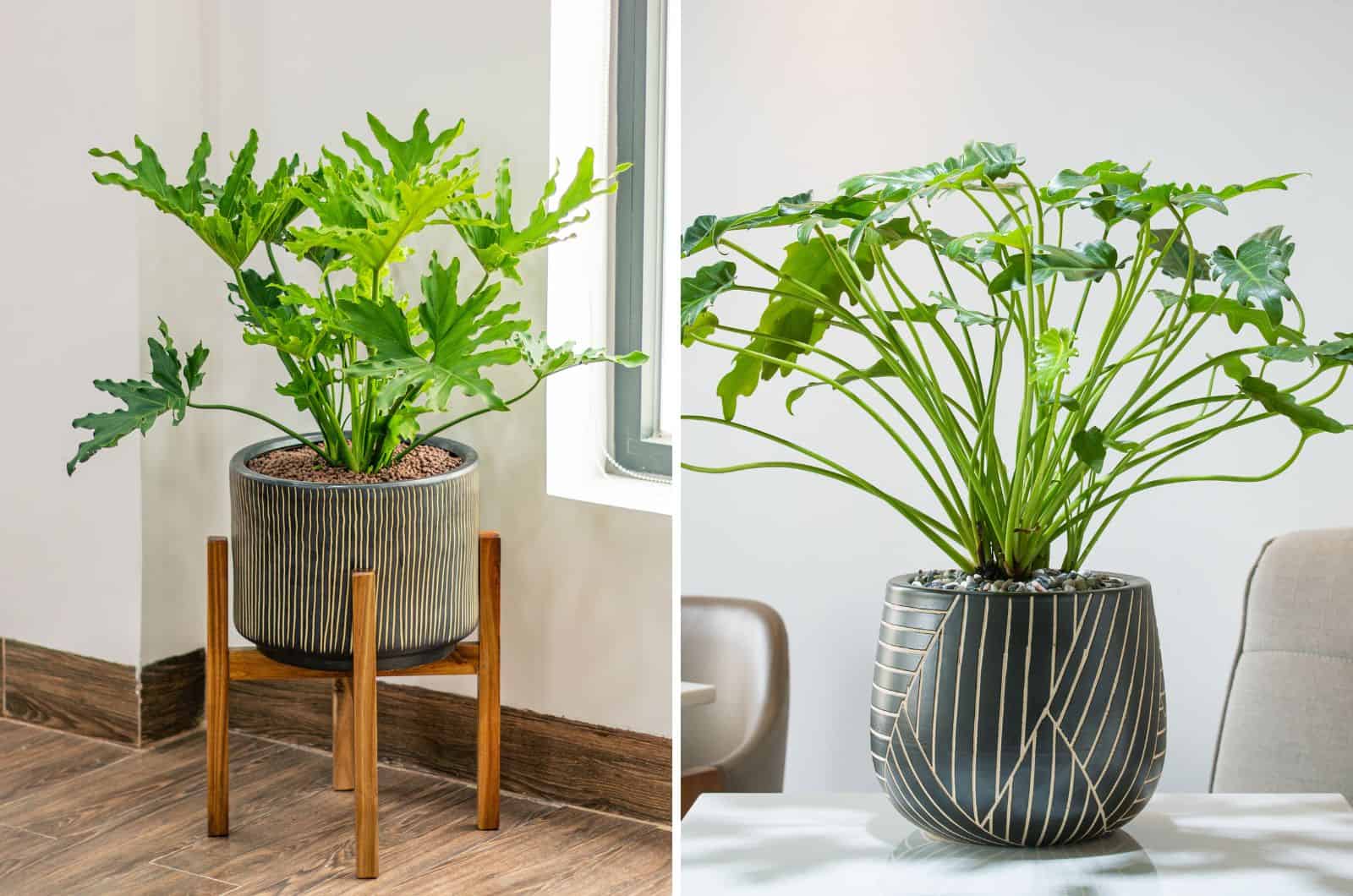 Philodendron Xanadu vs Selloum: Learn The Difference
