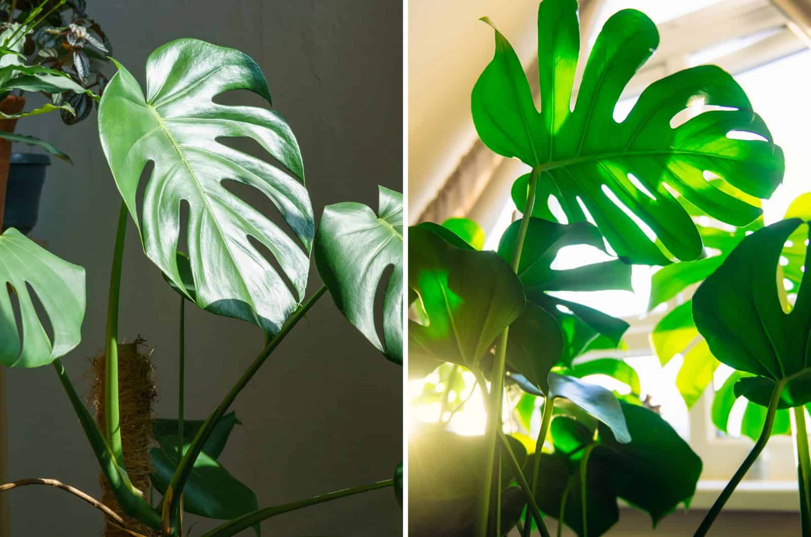 Philodendron and Monstera leaves side by side