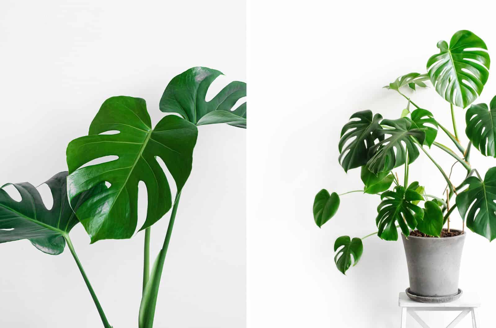 Philodendron and Monstera plants side by side