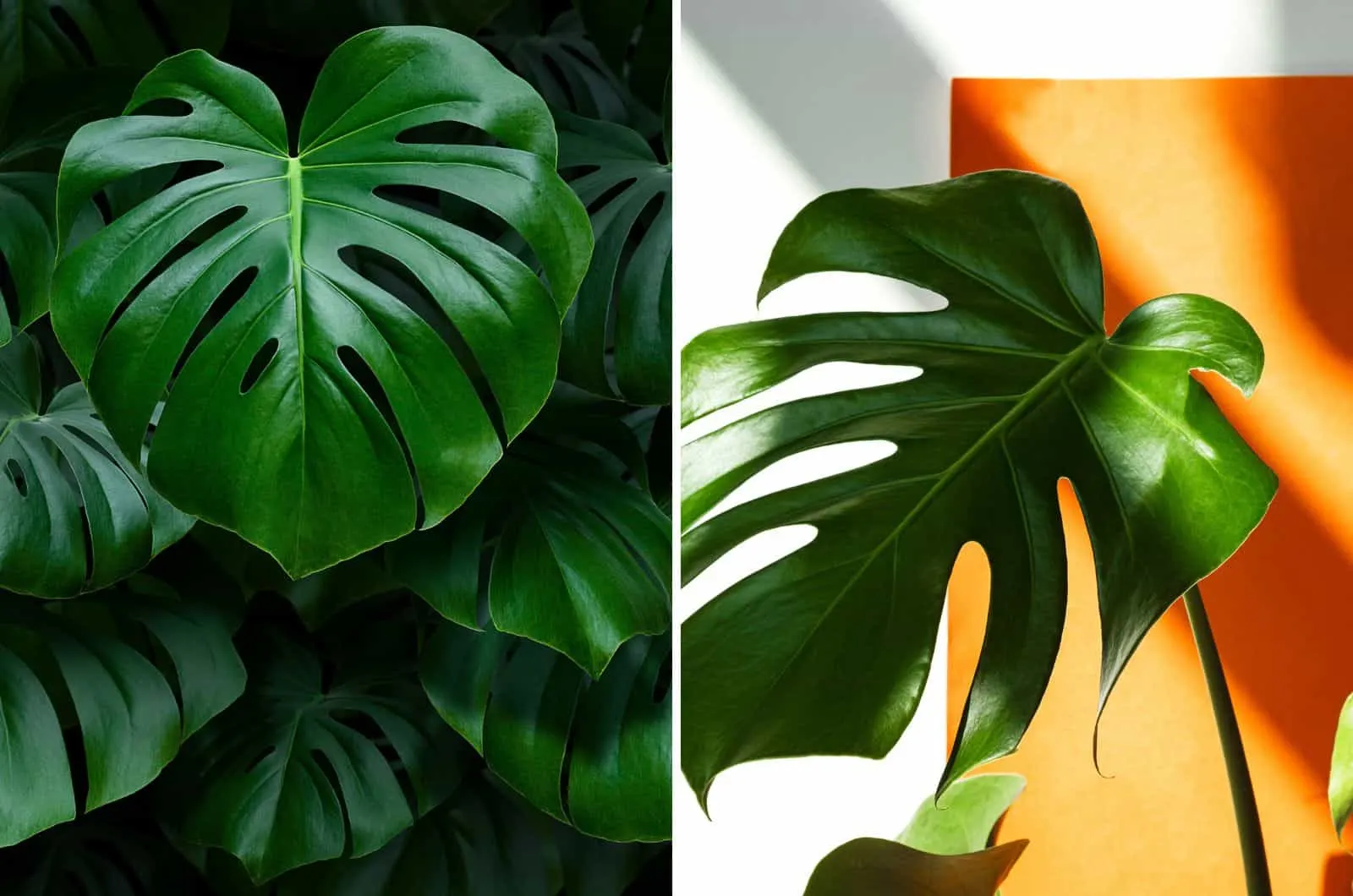 Philodendron and Monstera side by side