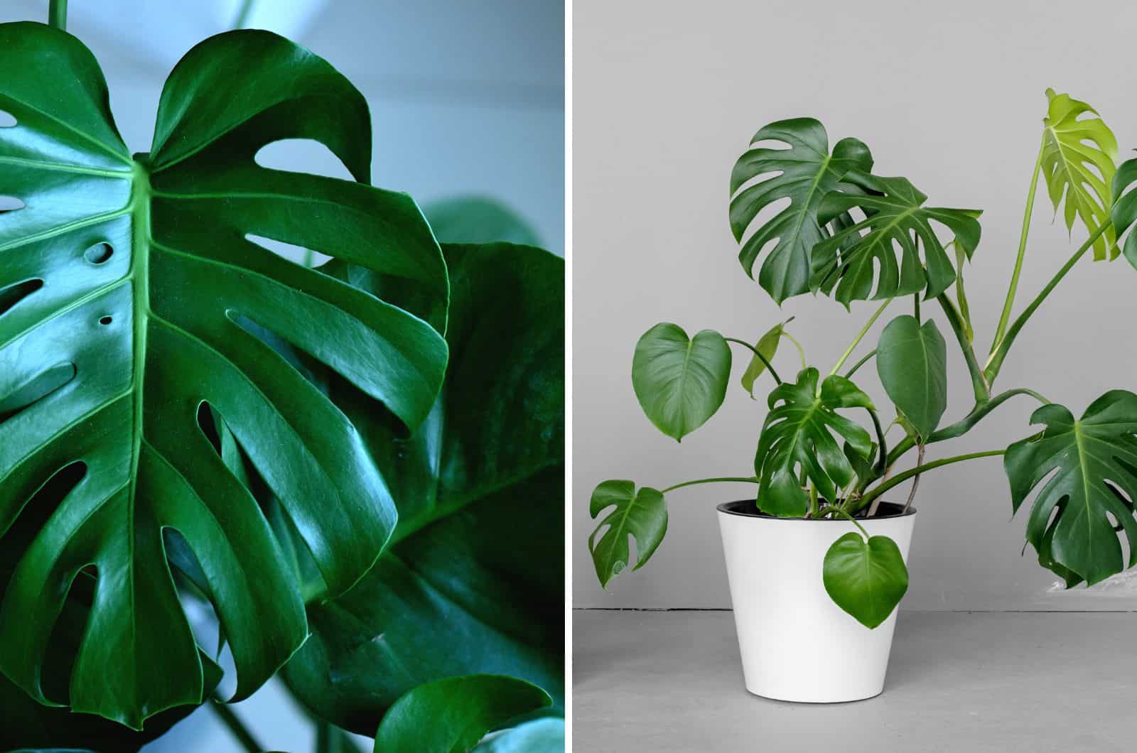 Philodendron and Monstera