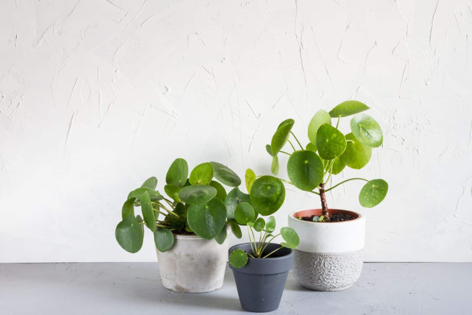 Pilea peperomioides and monstera in the pot