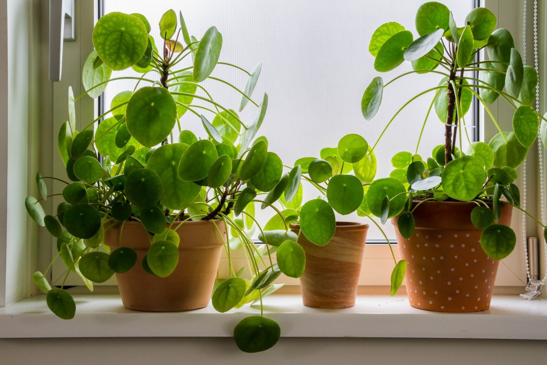 Thorough & Beginner-Friendly Chinese Money Plant Care Guide