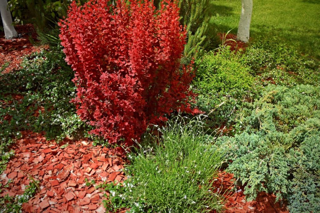 Factors To Help You Decide Between Cedar vs Cypress Mulch