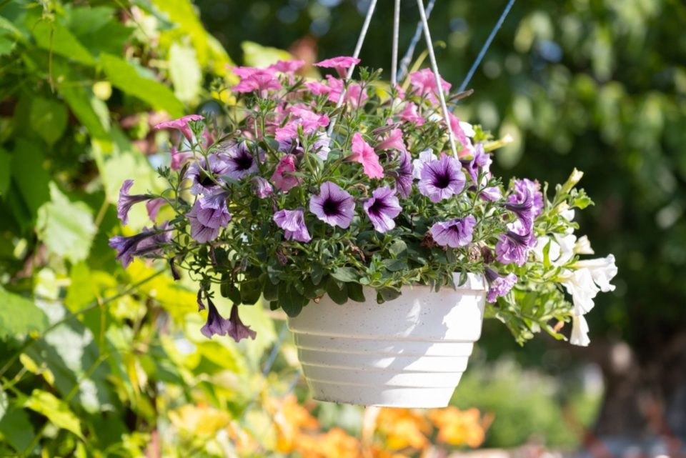 How To Grow And Care For Petunias In Hanging Baskets