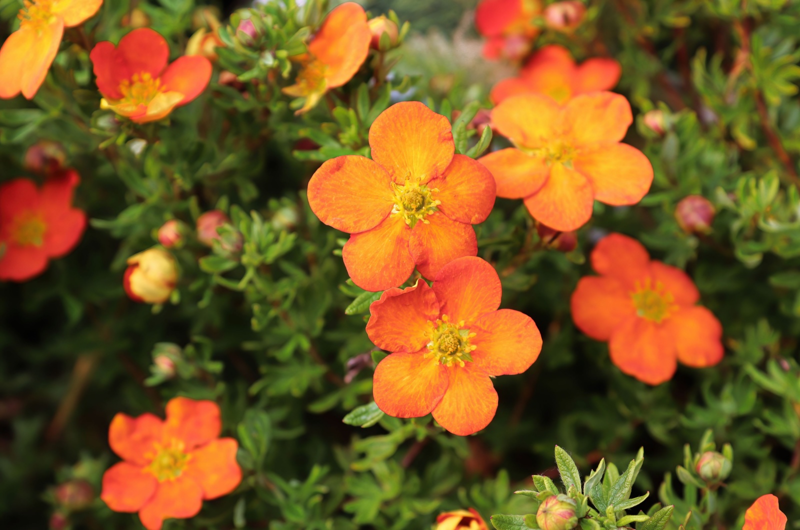 Potentilla