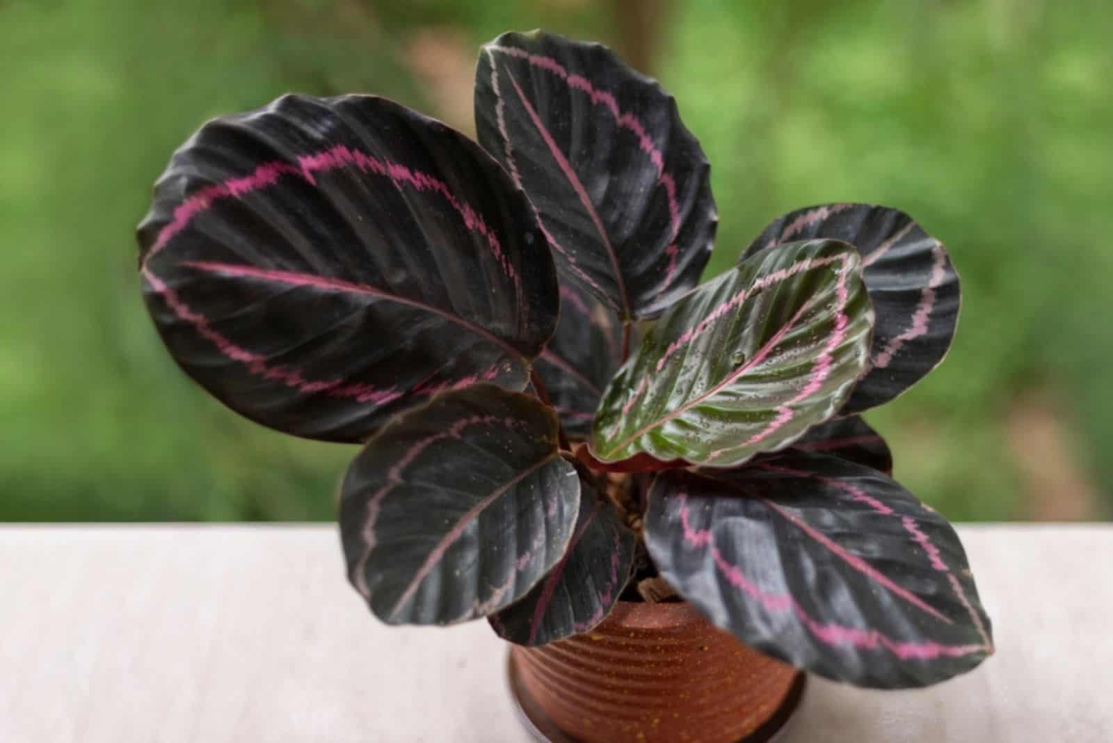 Potted Calathea Roseopicta Dottie