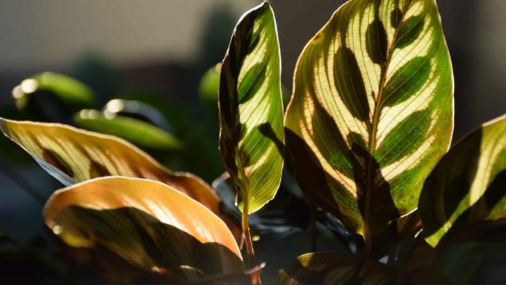 Prayer Plant At Night: Do These Plants Actually Pray?