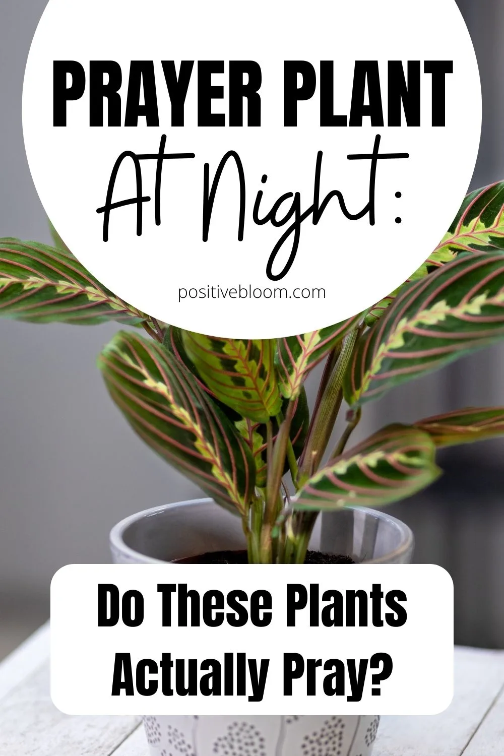 Prayer Plant At Night Do These Plants Actually Pray Pinterest
