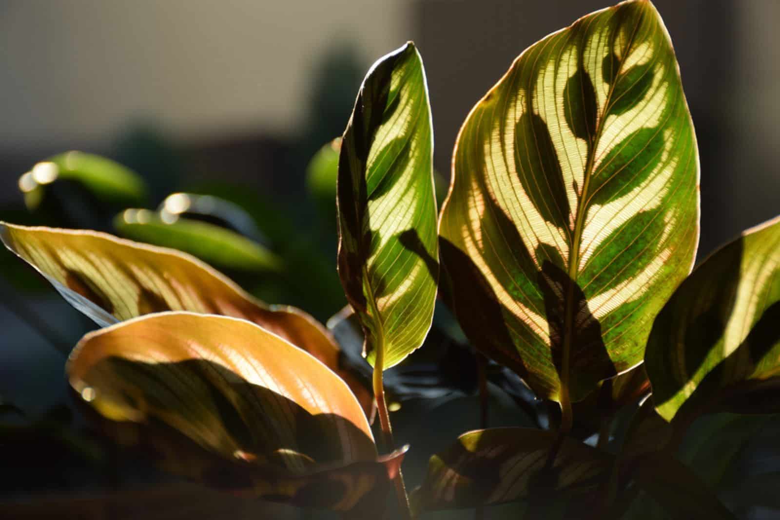 Calathea leaves ready to close up on night