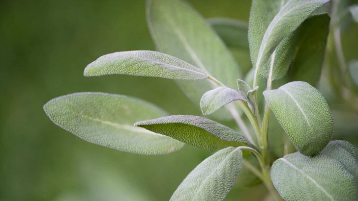 Problems With Salvias And How To Solve Them