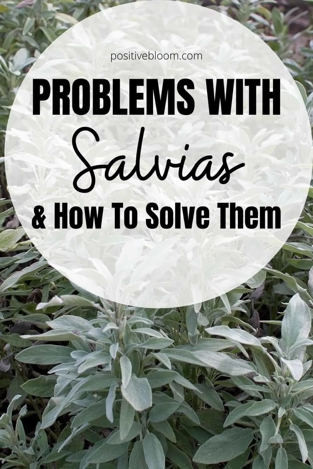 Problems With Salvias And How To Solve Them Pinterest