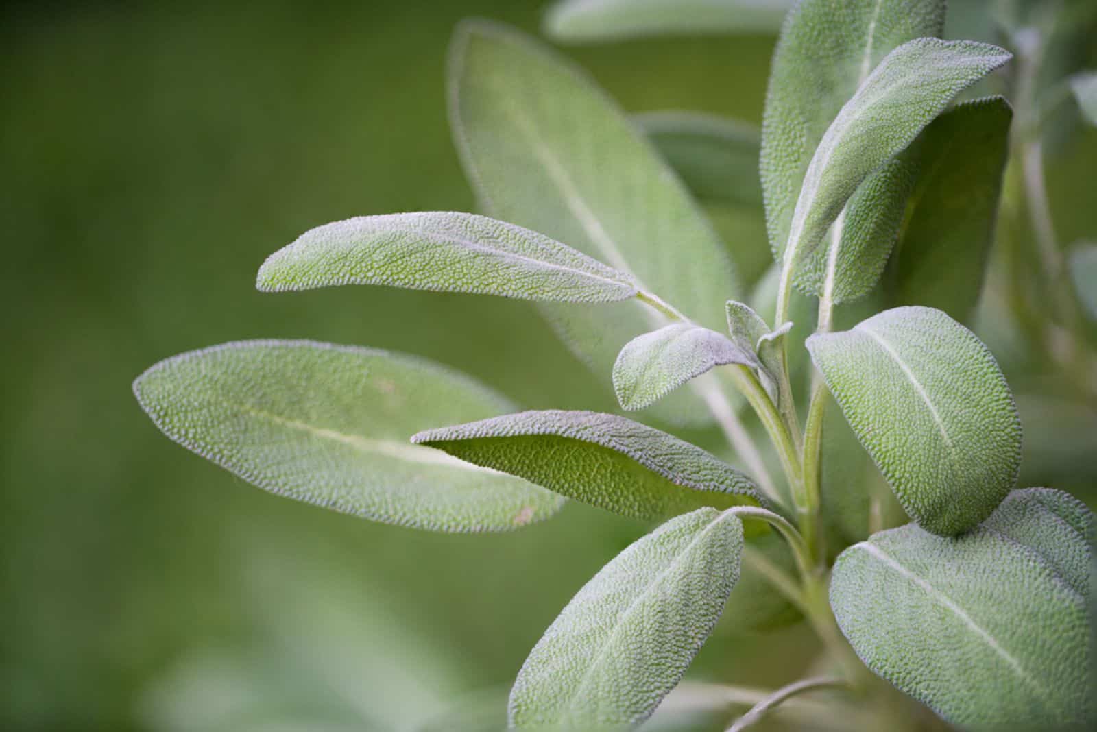 herb plant salvia