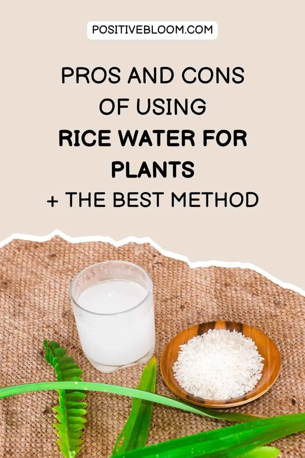Pros And Cons Of Using Rice Water For Plants + The Best Method Pinterest