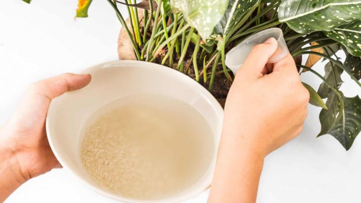 Pros And Cons Of Using Rice Water For Plants + The Best Method