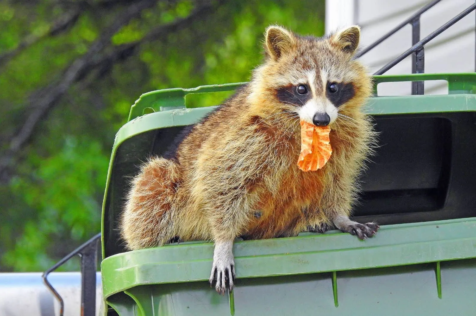 Raccoon eating from garbage
