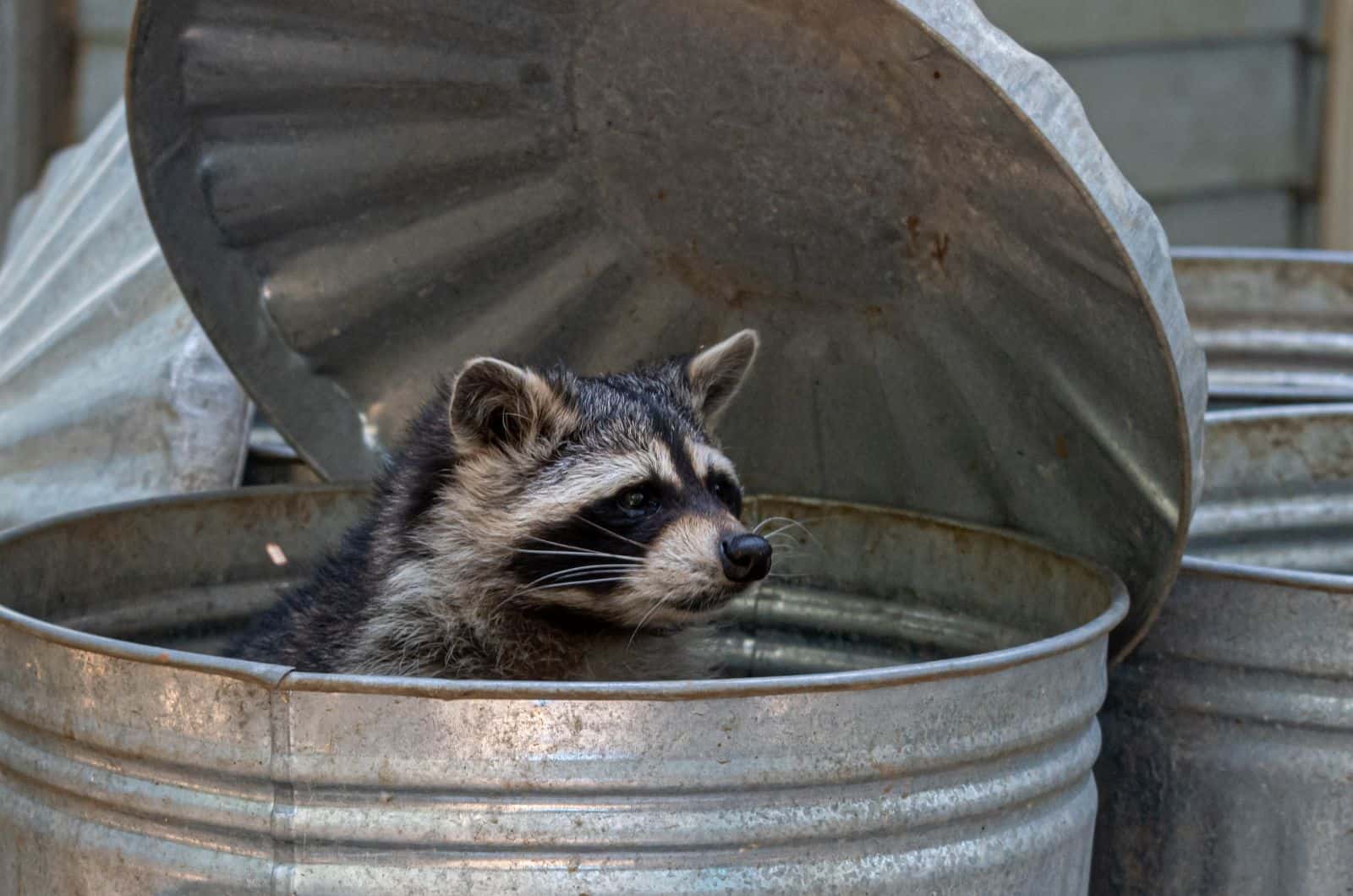 Raccoon in garbage