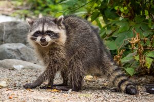 How To Deter Raccoons And Keep Them Away From The Yard