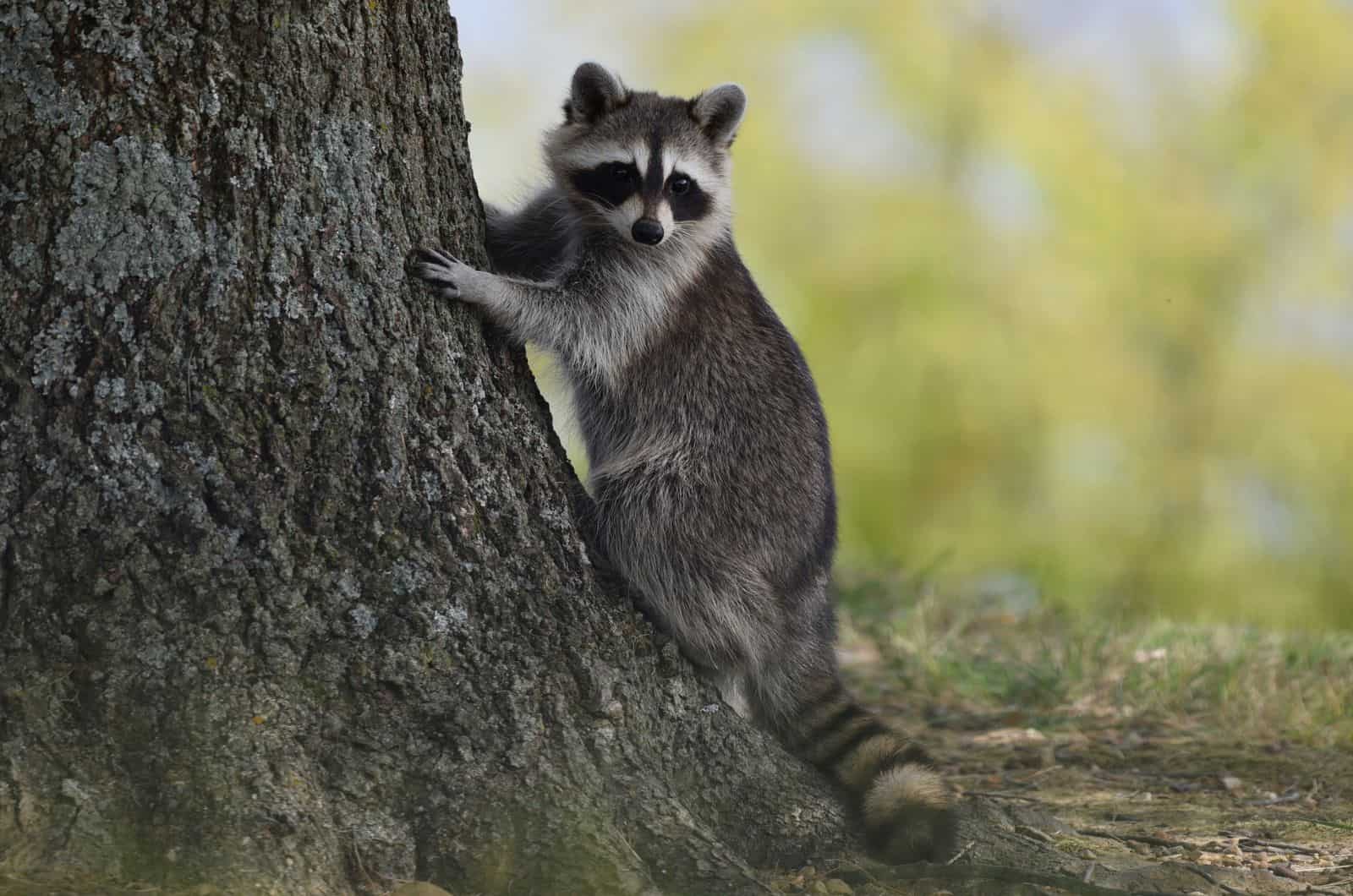 Raccoon standing by the tree