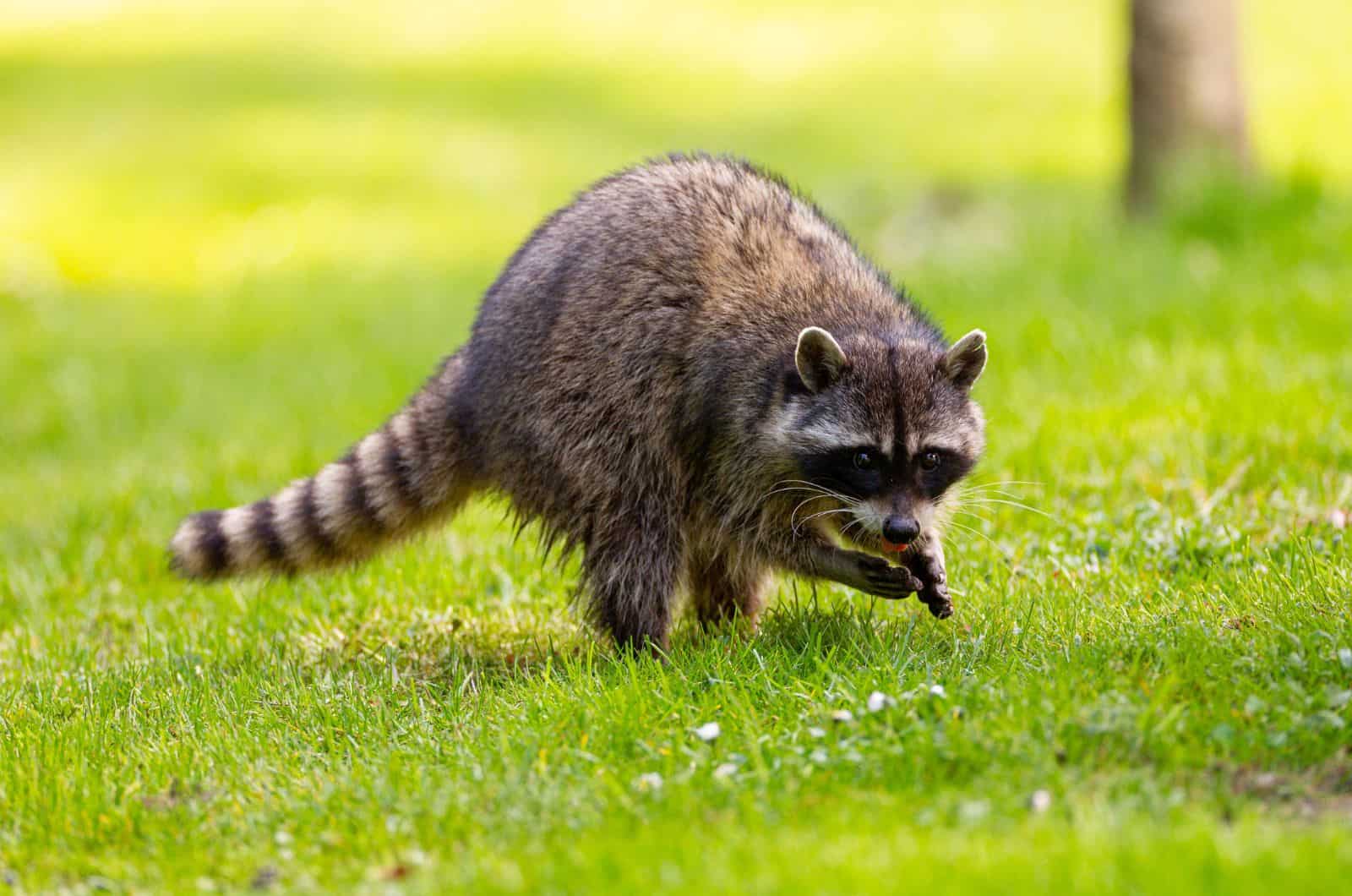Raccoon walking on grass