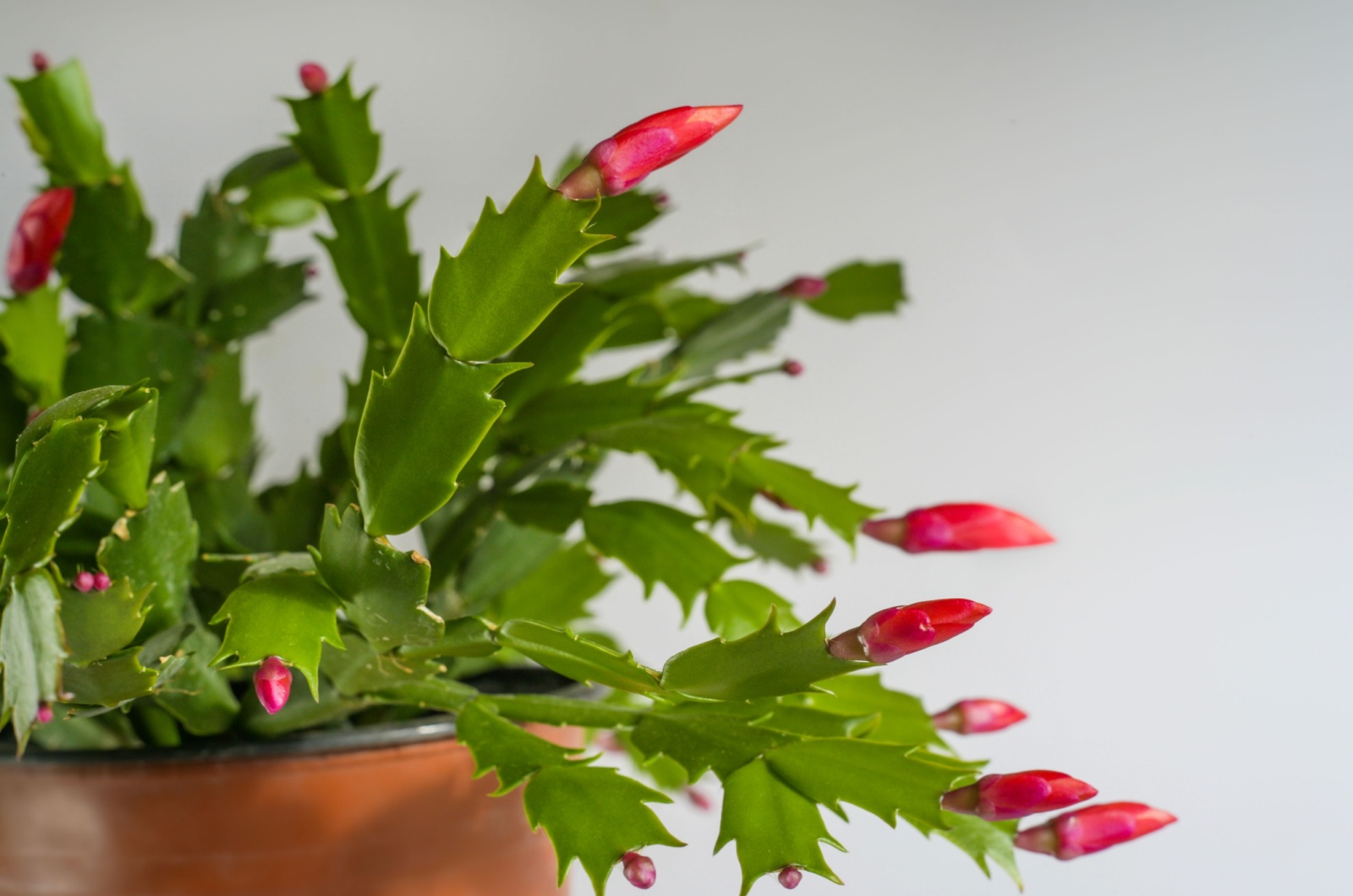 Red blooming christmas cactus