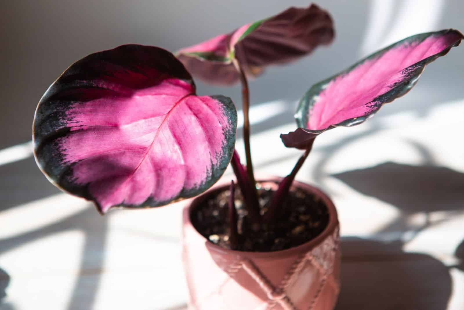 Rosy pink leaf close-up on the windowsill in bright sunlight