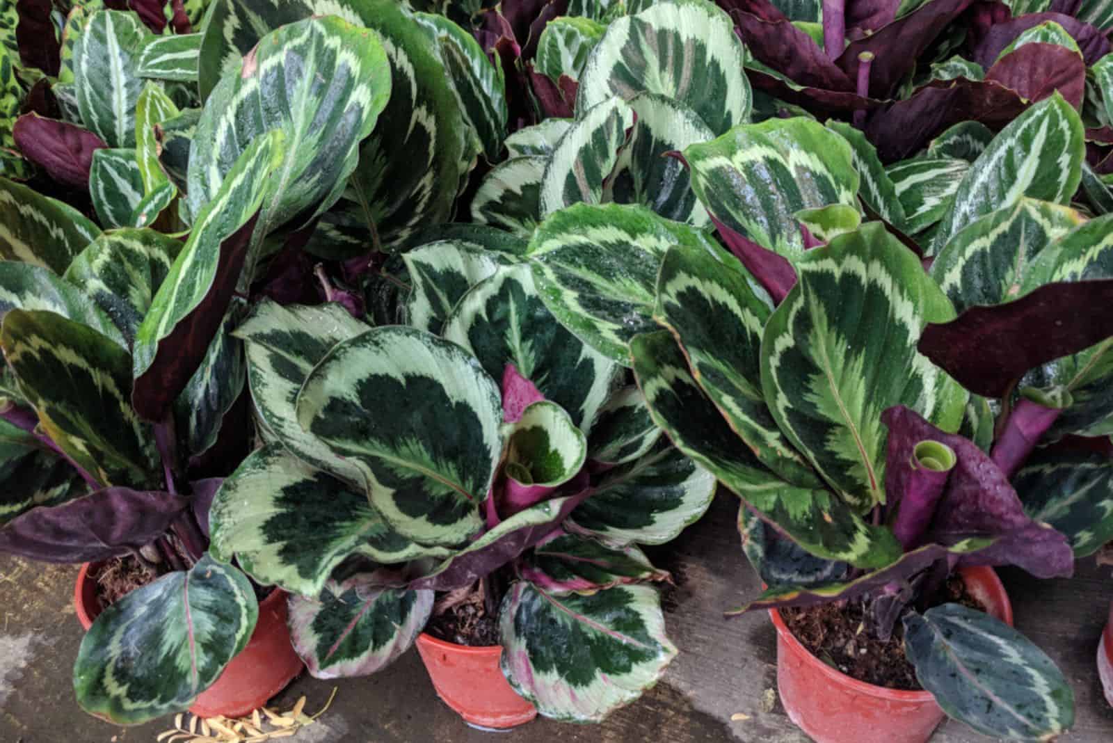 Rows of potted plants of Calathea roseopicta 