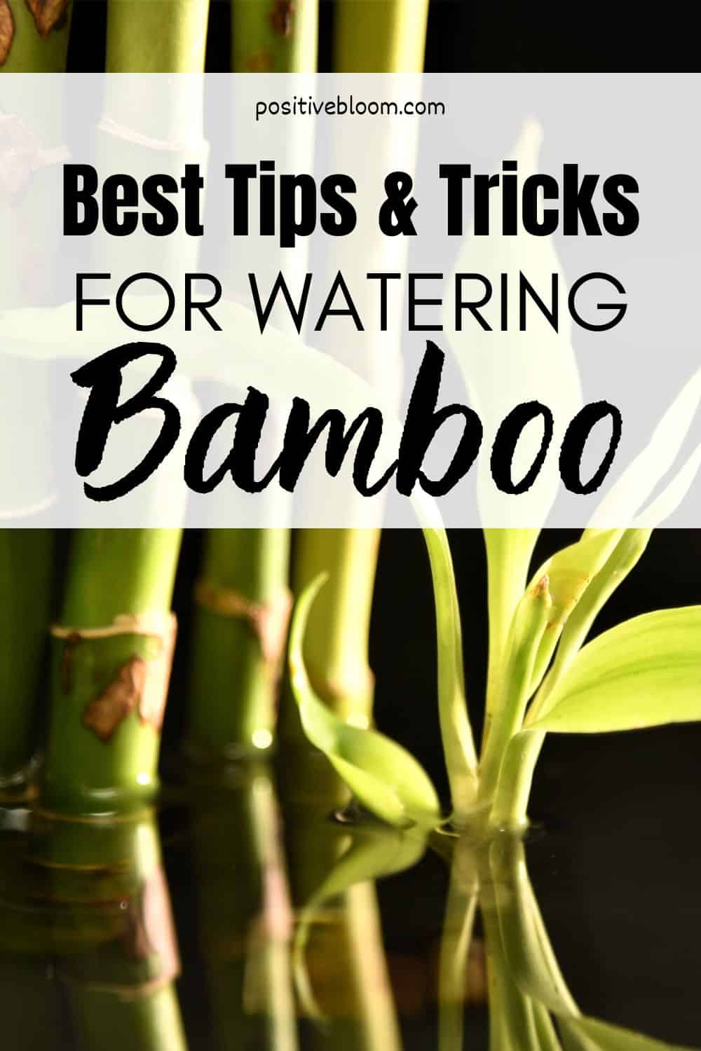 See The Best Tips And Tricks For Watering Bamboo Plants