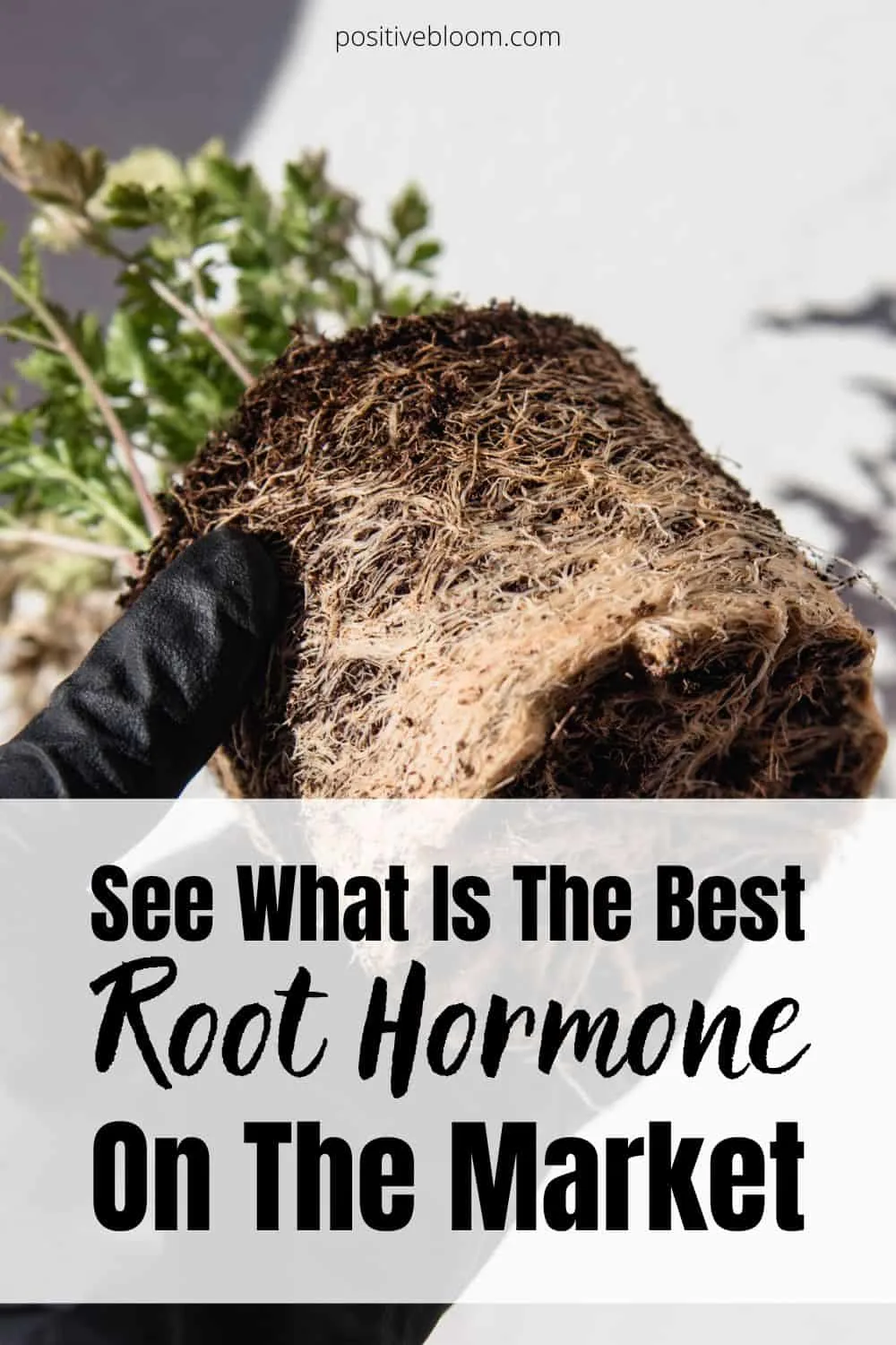 See What Is The Best Root Hormone On The Market Pinterest