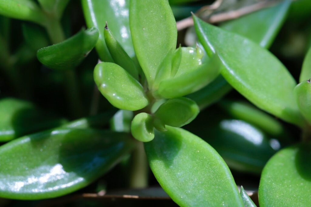 Senecio radicans