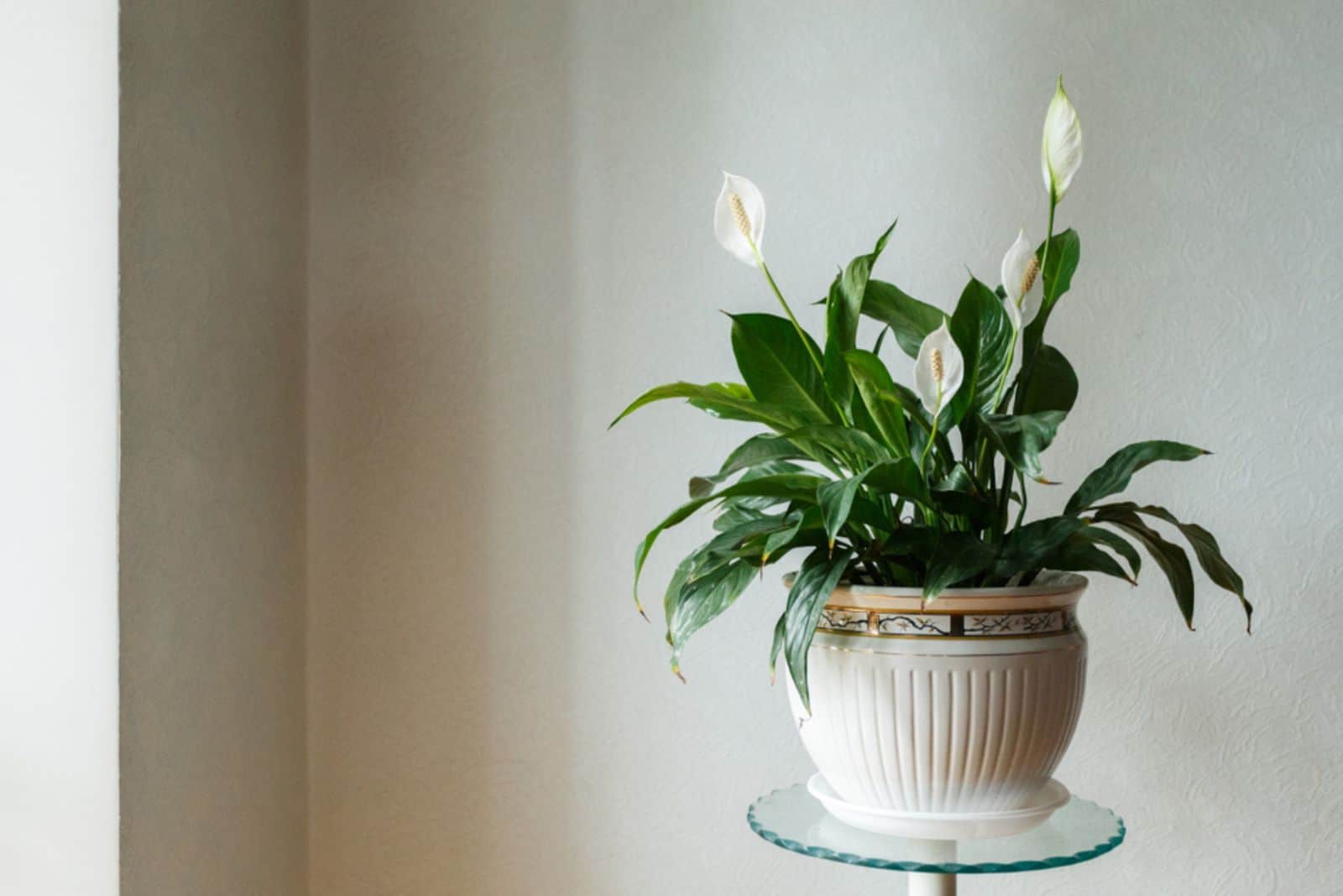 Spathiphyllum flower in the white pot,