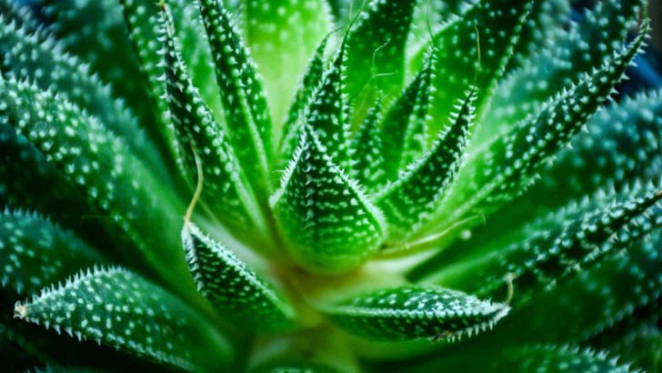 Spectacular Types Of Aloe Plants That You Can Grow