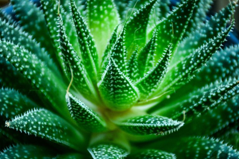 Close Up green Aloe aristata