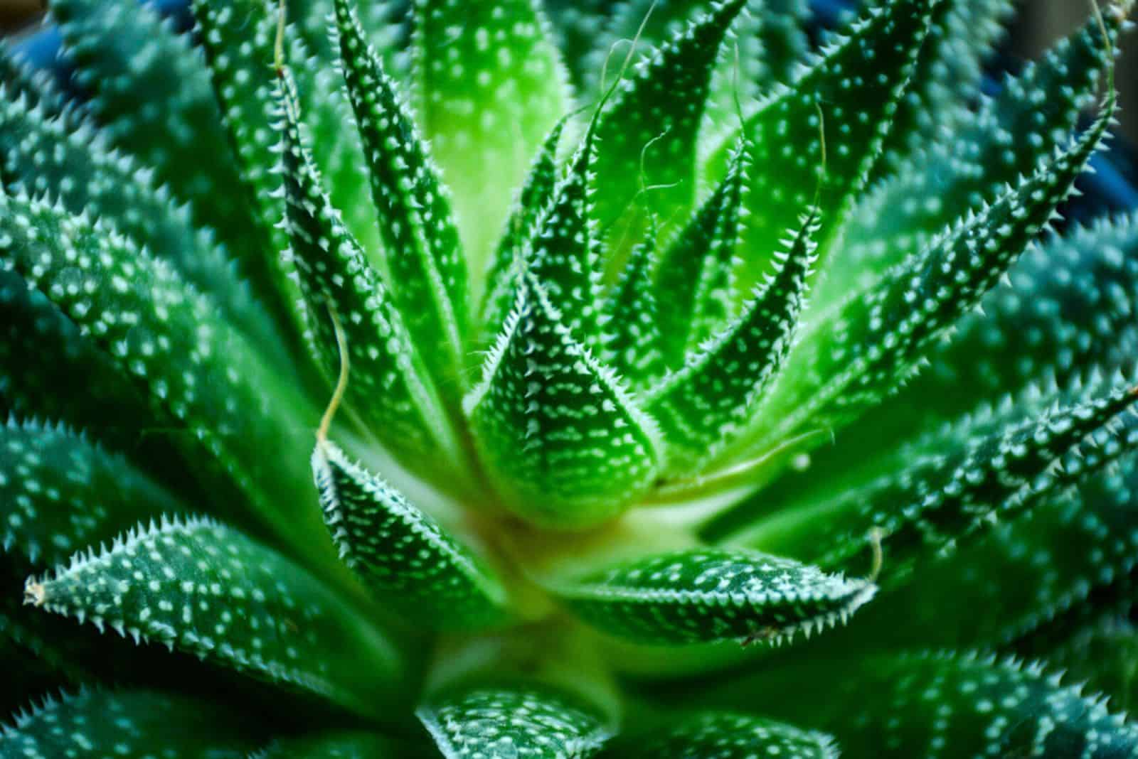 Close Up green Aloe aristata
