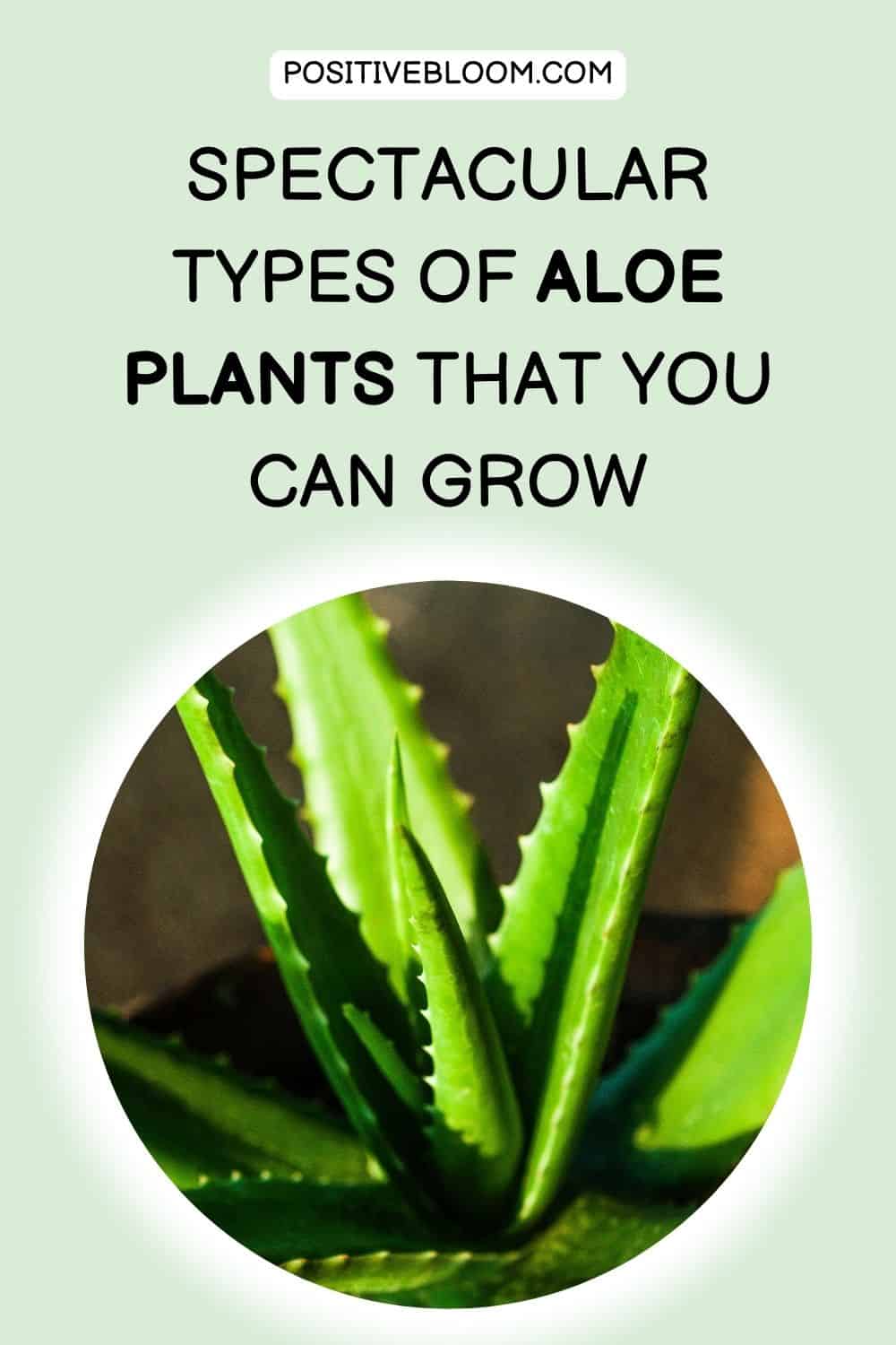 Spectacular Types Of Spectacular Types Of Aloe Plants That You Can Grow That You Can Grow Pinterest