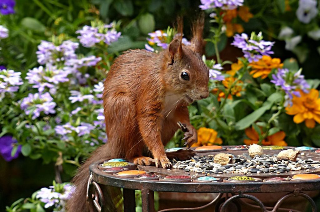 How To Deter Squirrels And Keep Them Away From Your Garden