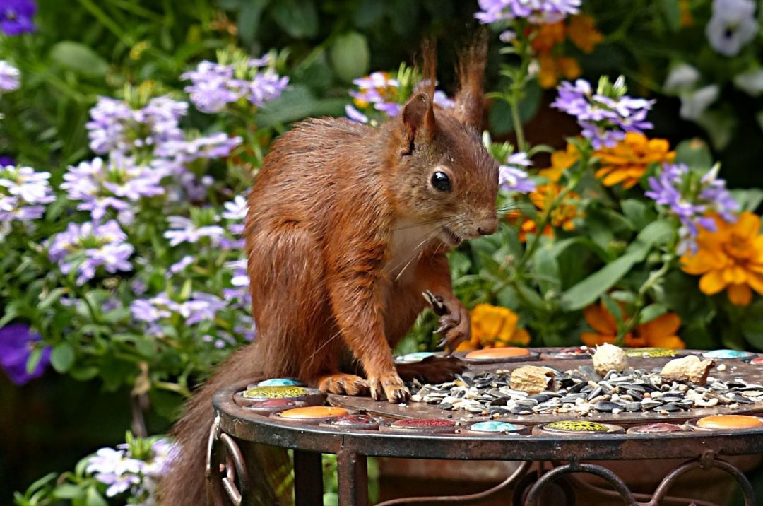 How To Deter Squirrels And Keep Them Away From Your Garden