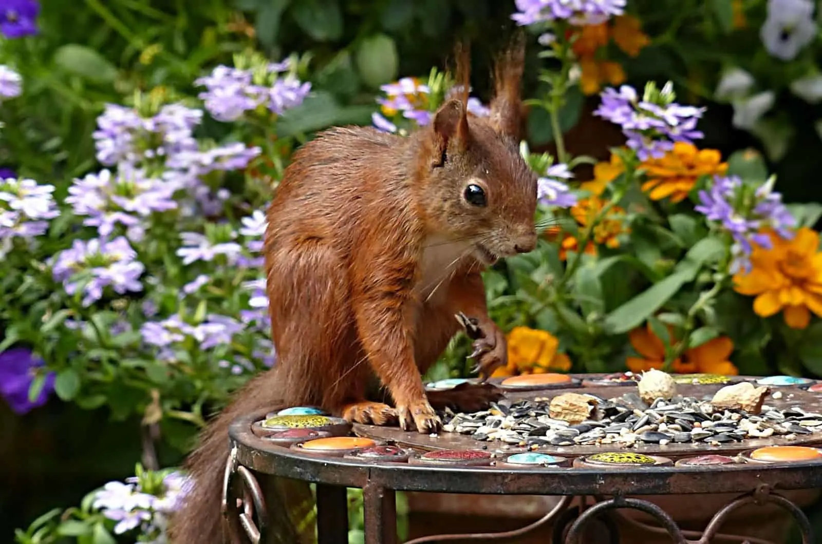 Squirrel eating off the table