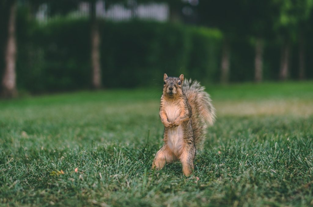 How To Deter Squirrels And Keep Them Away From Your Garden