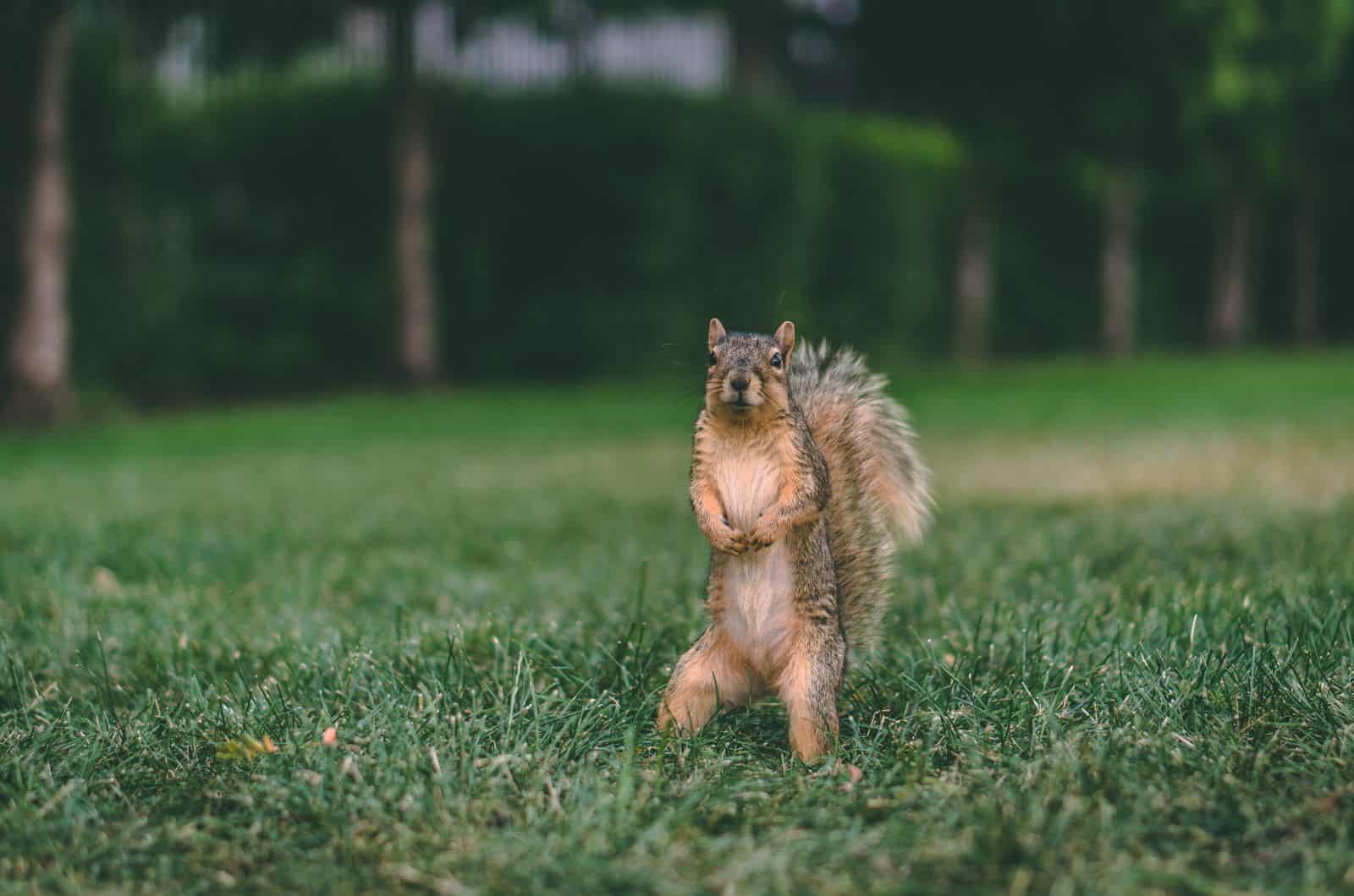 Squirrel standing on grass
