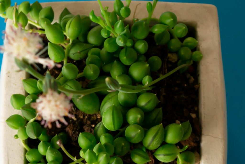 String Of Tears Plant in a White Stone Pot