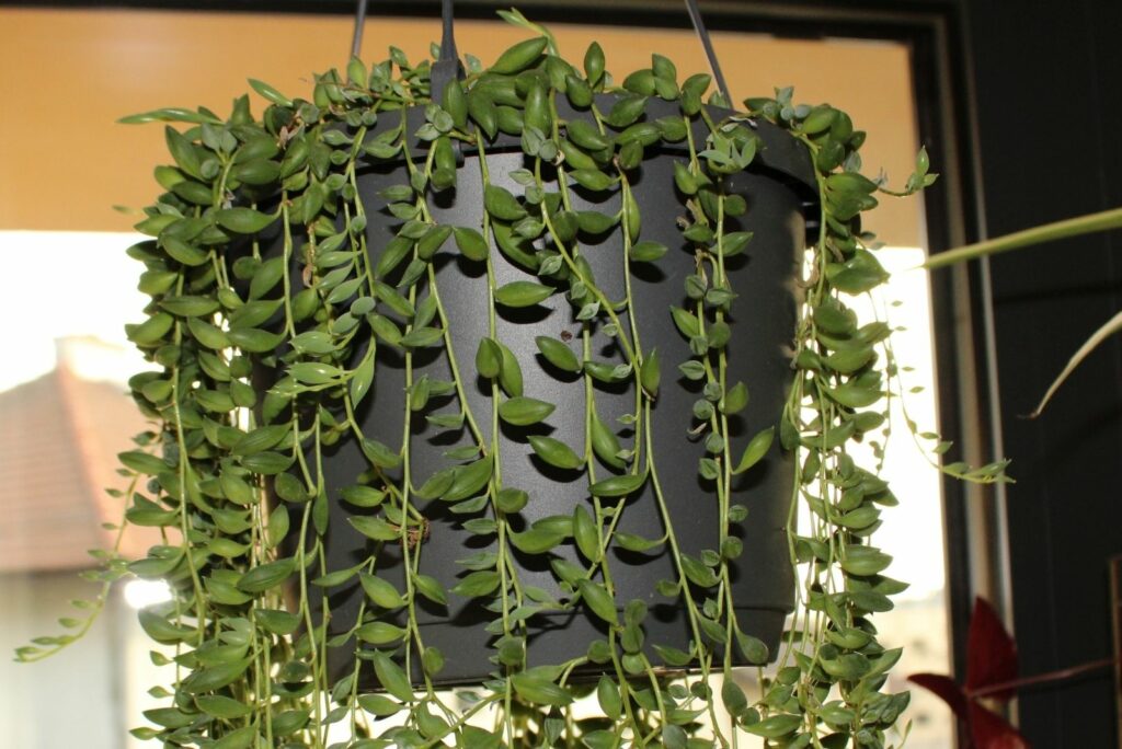 String Of Tears Plant in a black pot