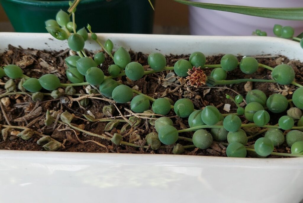 String Of Tears in a white bowl