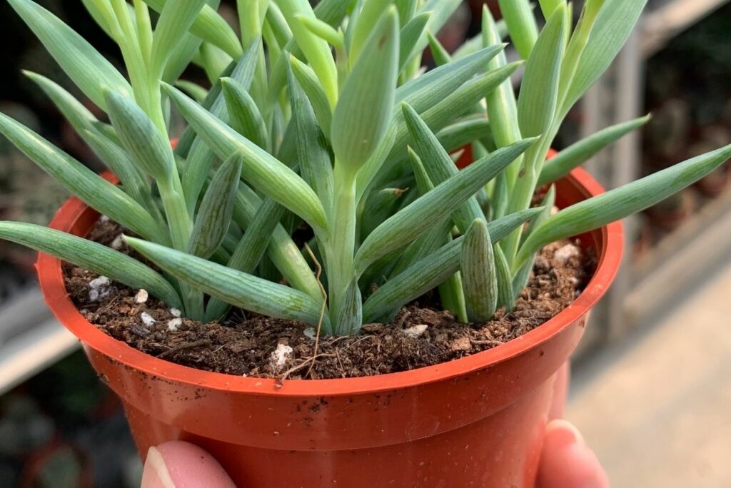 Succulent plant Senecio radicans glauca