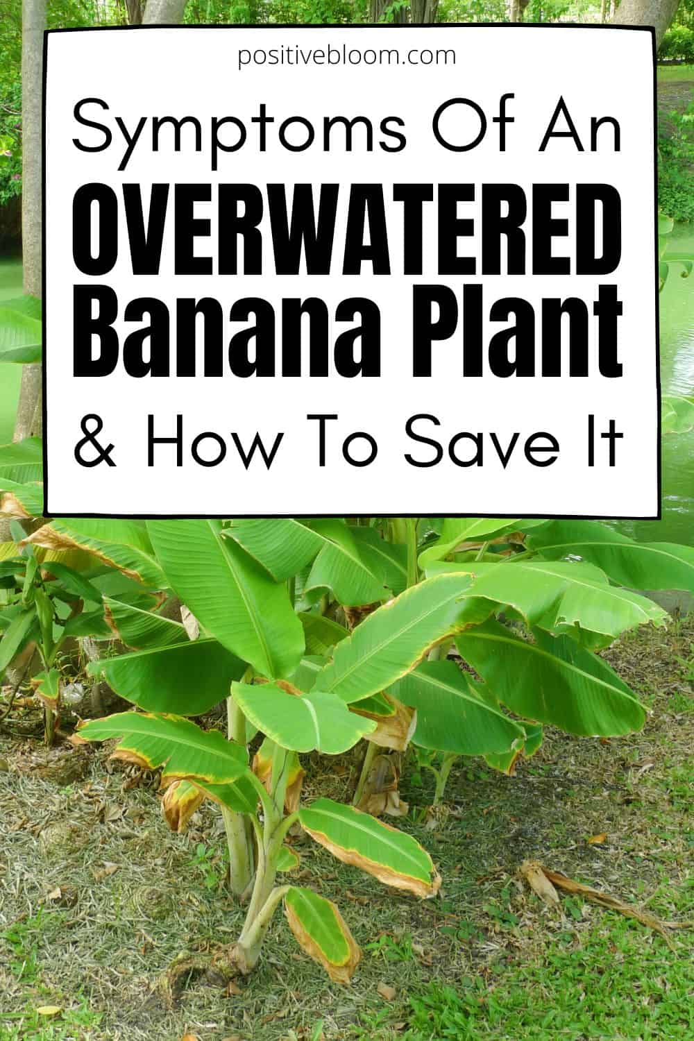 Symptoms Of An Overwatered Banana Plant And How To Save It Pinterest