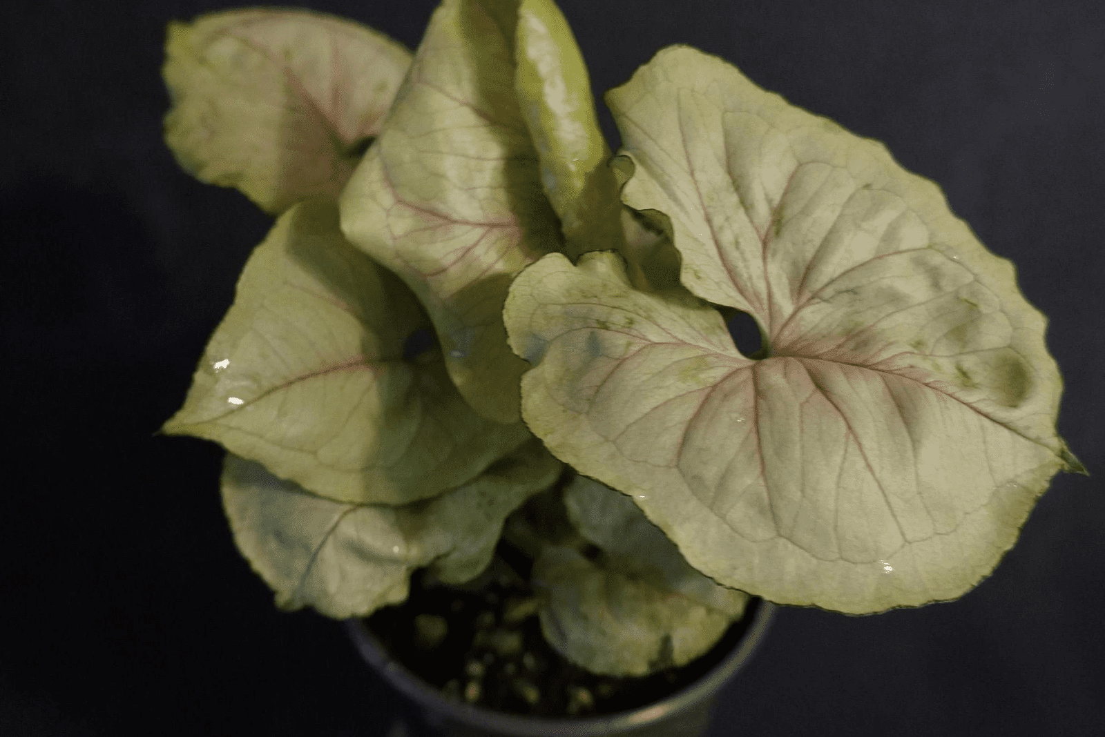 Syngonium Podophyllum ‘Bold Allusion’ 