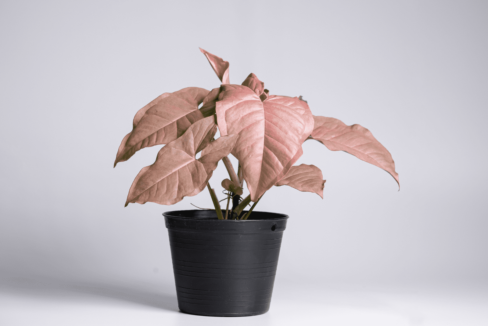 Syngonium Podophyllum ‘Pink Allusion’
