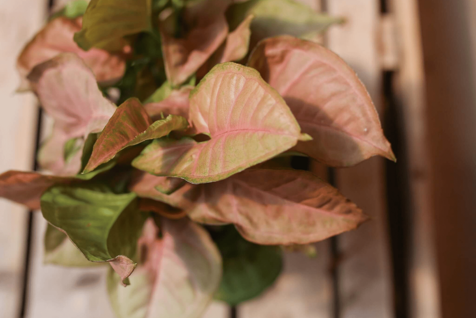 Syngonium Podophyllum ‘Strawberry Cream’