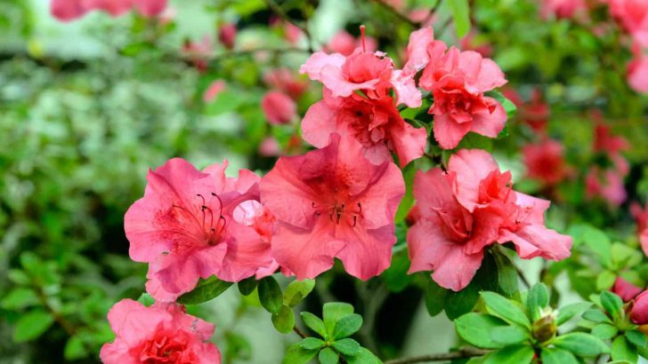 The Best Japanese Plant: Meet The Lovely Azalea Japonica